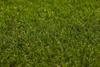 Græstæppe, Elite 6051 Apple