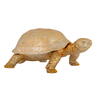 Dekoration Box Turtle