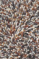 Brink & Campman - Flamenco 